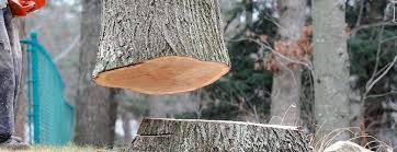 How Our Tree Care Process Works  in  Sparta, MO