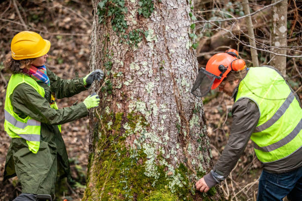 Professional Tree Care in Sparta, MO