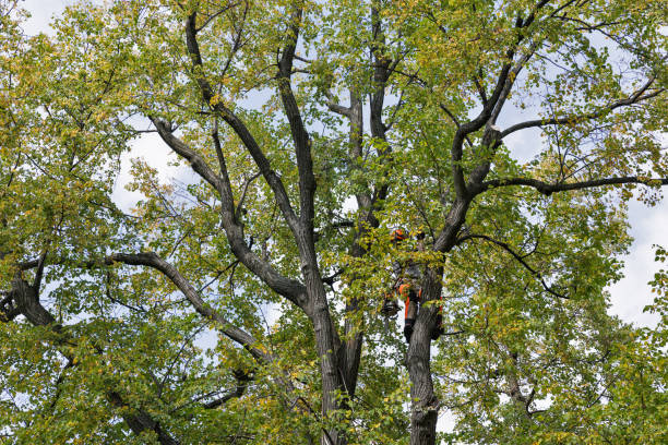 Leaf Removal in Sparta, MO
